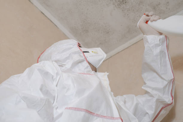 Best Local Mold Removal Service  in Lutz, FL
