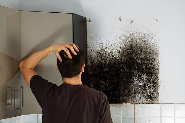 Best Mold Remediation Experts  in Lutz, FL